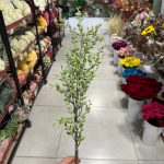 شاخه غوره اروپایی بلند