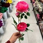 شاخه پیونی