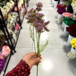 شاخه یاس گردی - تصویر 2