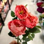 شاخه رز پیونی - تصویر 4