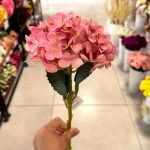 شاخه ارتانزیا - تصویر 4