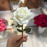 شاخه رز