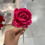 شاخه رز