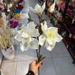 شاخه مگنولیا