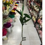 شاخه بامبو - تصویر 3