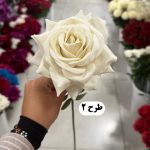 شاخه رز مخمل - تصویر 3