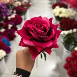 شاخه رز مخمل