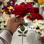 شاخه رز - تصویر 3