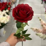 شاخه رز باکارا