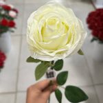 شاخه رز باکارا