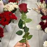 شاخه رز باکارا - تصویر 4