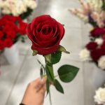 شاخه رز باکارا - تصویر 2