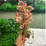 بوته مینا عروسکی - تصویر 3